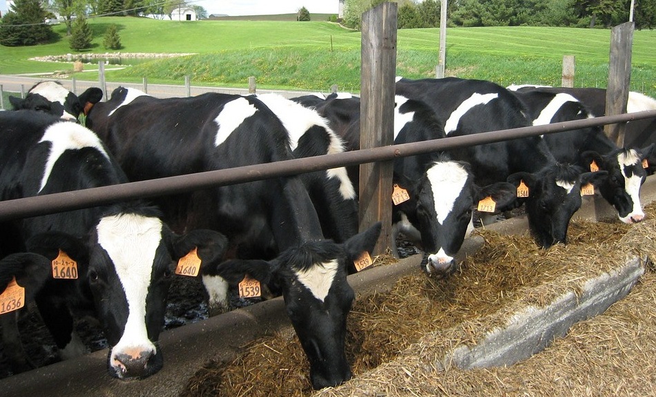 A Partir del 1 de Junio da inicio la suscripción de seguros agrarios para el ganado vacuno y ovino/caprino