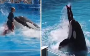 ¿Quién es Jessica Radcliffe? | Todo sobre el vídeo viral de la Orca Quién es Jessica Radcliffe