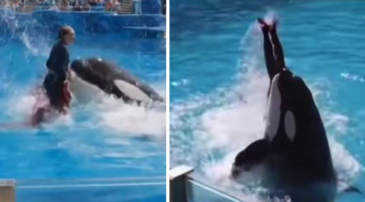 ¿Quién es Jessica Radcliffe? | Todo sobre el vídeo viral de la Orca